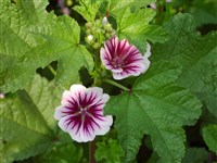 Brave Heart [Род мальва (просвирник) – Malva L]