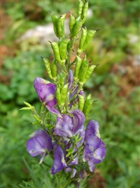 Bressingham Spire [Род аконит (борец) – Aconitum L.]