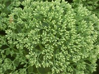 Brilliant [Род хилотелефиум – Hylotelephium H.Ohba]