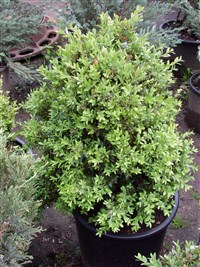 Brouwer’s Seedling [Род самшит – Buxus L.]