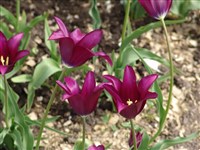 Burgundy [Род тюльпан – Tulipa L.]