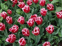 Burgundy Lace [Род тюльпан – Tulipa L.]