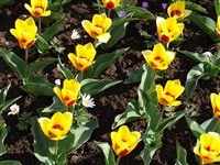 Butter Cap [Род тюльпан – Tulipa L.]