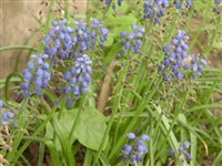 Caeruleum [Род мускари (мышиный гиацинт, гадючий лук) – Muscari Mill.]