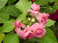 Camellia Flowered [Род бальзамин (недотрога) – Impatiens L.]