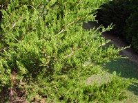 Canaertii [Род можжевельник – Juniperus L.]