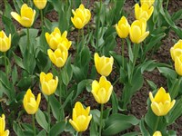 Candela [Род тюльпан – Tulipa L.]