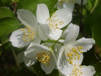 Candelabre [Род чубушник – Philadelphus L.]