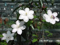 Candida [Род клематис (ломонос, лозинка) – Clematis L.]