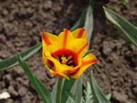 Cape Cod [Род тюльпан – Tulipa L.]