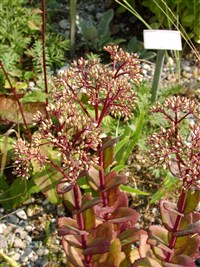 Carmen [Род хилотелефиум – Hylotelephium H.Ohba]