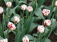 Carnaval de Nice [Род тюльпан – Tulipa L.]