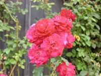 Carnea [Род роза (шиповник) – Rosa L.]