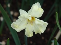Cassata [Род нарцисс – Narcissus L.]
