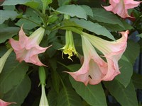 Charles Grimaldi [Род бругмансия – Brugmansia Pers.]