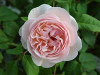 Charls Austin [Род роза (шиповник) – Rosa L.]