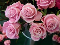 Charming Unique [Род роза (шиповник) – Rosa L.]