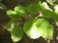 Chrysophylla [Род рябина – Sorbus L.]