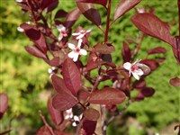 Cistena [Род слива – Prunus L.]