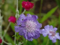 Clive Greaves [Род скабиоза – Scabiosa L.]