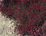 Confetti [Род гвоздика – Dianthus L.] (3)