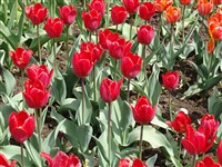Couleur Cardinal [Род тюльпан – Tulipa L.]