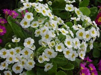 Craddock White [Род примула (первоцвет) – Primula L.]