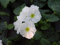 Crescendo [Род примула (первоцвет) – Primula L.] (1)