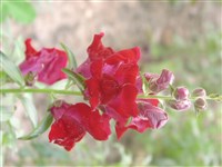 Crimson Velvet [Род антирринум (львиный зев) – Antirrhinum L.]