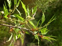 Crispa [Род ива – Salix L.]