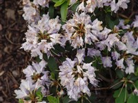 Cunningham’s Blue [Род рододендрон – Rhododendron L.]