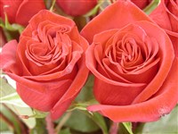 Dame de Coeur [Род роза (шиповник) – Rosa L.]