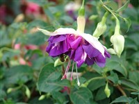 Deep Purple [Род фуксия – Fuchsia L.]