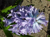 Delft Blue [Род гиацинт – Hyacinthus L.]