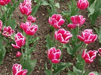 Destiny [Род тюльпан – Tulipa L.]