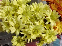 Director Plesman Golden [Род дендрантема – Dendranthema (DC.) Desmoul]