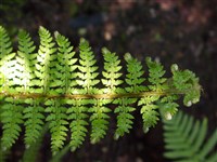 Divisilobum [Род многорядник (полистихум) – Polystichum Roth]