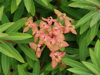 Dixter [Род молочай – Euphorbia L.]