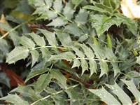 Donewell [Род магония – Mahonia Nutt.]