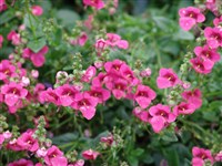 Doortje [Род диасция – Diascia Link et Otto] (1)