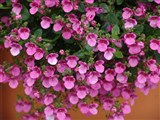 Doortje [Род диасция – Diascia Link et Otto] (2)