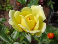 Dorola [Род роза (шиповник) – Rosa L.]