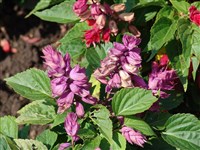 Dress Parade [Род шалфей (сальвия) – Salvia L.] (1)