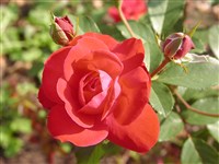 Duftzauber 84 [Род роза (шиповник) – Rosa L.]