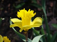 Dutch Master [Род нарцисс – Narcissus L.]