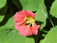 Dwarf Cherry Rose [Род настурция (капуцин) – Tropaeolum L.]