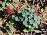 Dwarf Compact Hybrids [Род настурция (капуцин) – Tropaeolum L.]