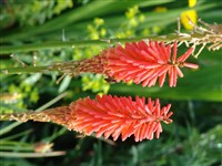 Earliest of All [Род книфофия (книпхофия, тритома) – Kniphofia Moench]