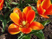 Early Harvest [Род тюльпан – Tulipa L.]