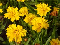 Early Sunrise [Род кореопсис (ленок) – Coreopsis L.]